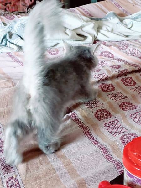 triple coat gray baluo kitten pure punch face2.5 month lahore 4