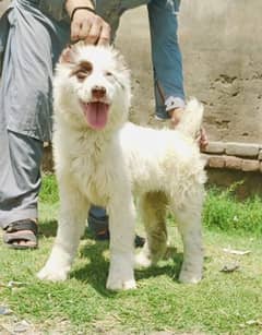 King alabai puppie male age 3 month for sale