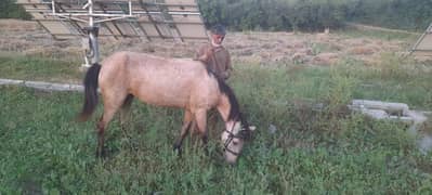 Horse For Sale
