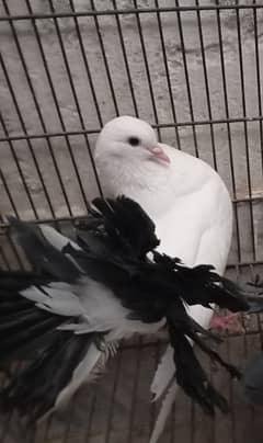 home grown pigeon