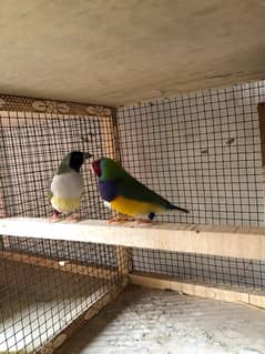 Breader setup gouldian finch, Bengalese finch, finch cage and box