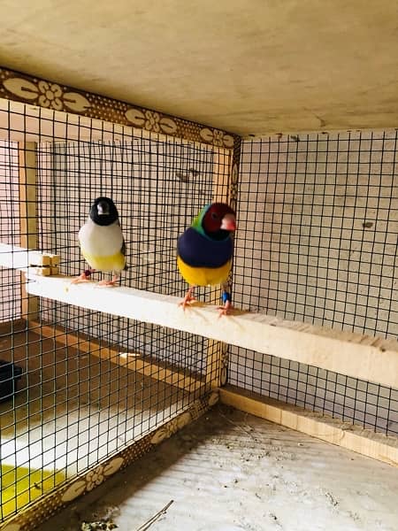 Breader setup gouldian finch, Bengalese finch, finch cage and box 1