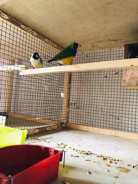 Breader setup gouldian finch, Bengalese finch, finch cage and box 2