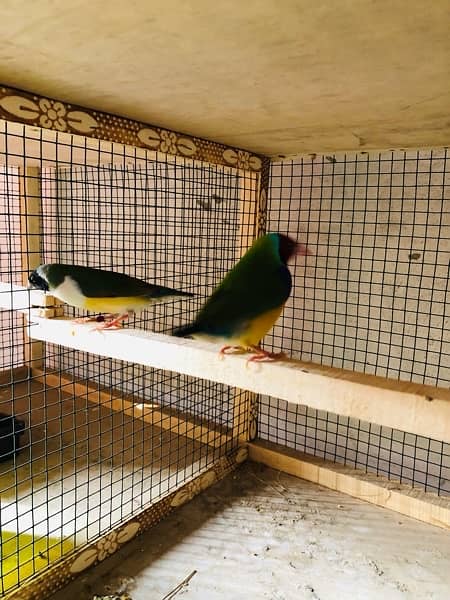 Breader setup gouldian finch, Bengalese finch, finch cage and box 3