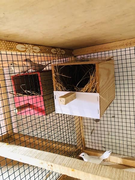 Breader setup gouldian finch, Bengalese finch, finch cage and box 4