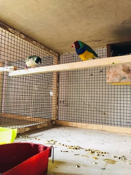 Breader setup gouldian finch, Bengalese finch, finch cage and box 5