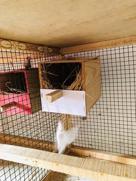 Breader setup gouldian finch, Bengalese finch, finch cage and box 6