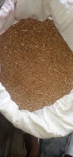 Wheat ( gandum) 0