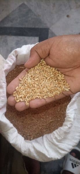 Wheat ( gandum) 1