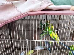 Australian Parrot 0