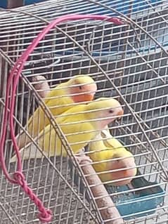 love birds paty for sale 0