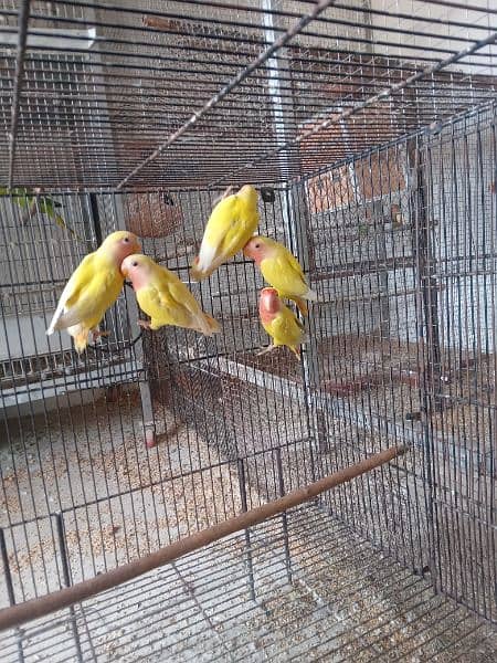 love birds paty for sale 1