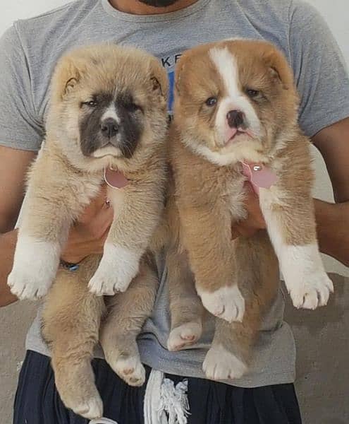 alabai security dog 2 month pair for sale heavy bone 1