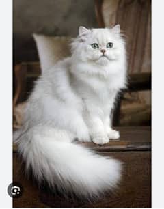 Beautiful Persian female cat for sale