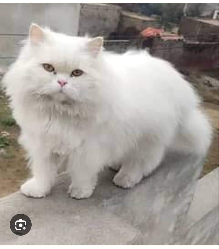 Beautiful Persian female cat for sale 1