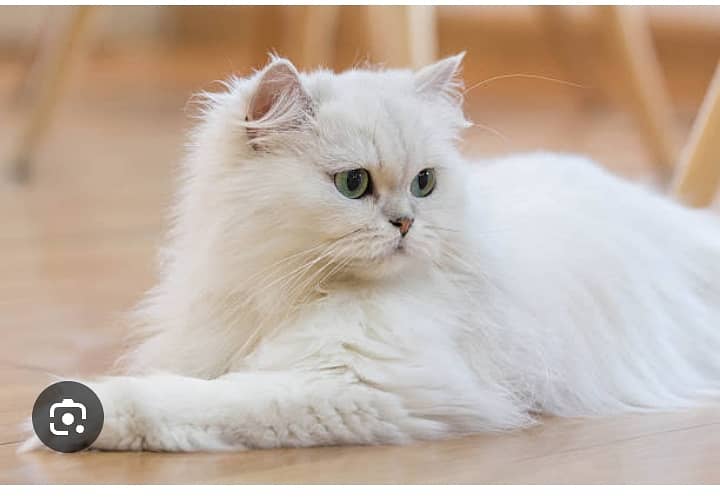 Beautiful Persian female cat for sale 3