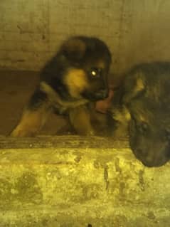 Gsd dog 1 month pups for sale mnsb price m