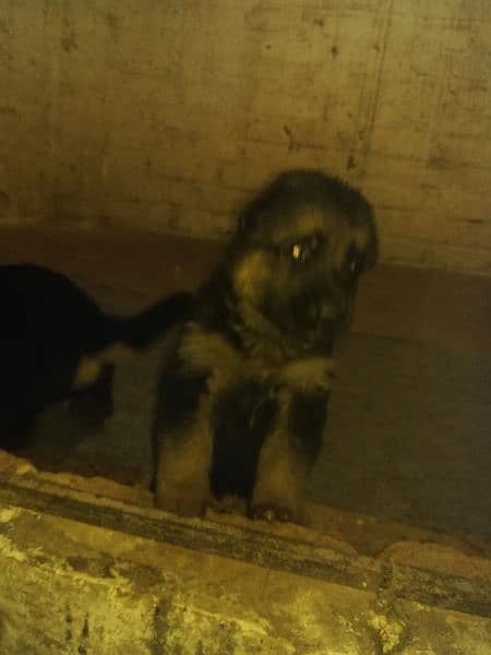 Gsd dog 1 month pups for sale mnsb price m 1