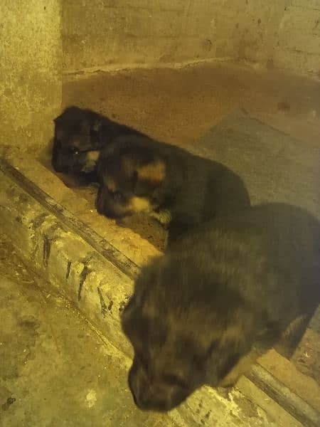 Gsd dog 1 month pups for sale mnsb price m 2