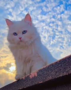 Persian cat healthy and full active 0