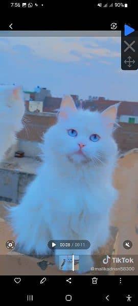 Persian cat healthy and full active 3