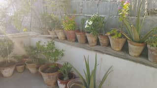 Plant and pots for sale