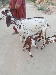 Desi goat for sale