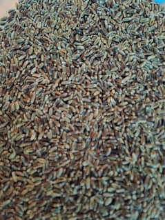 I have black wheat seed for sell 0