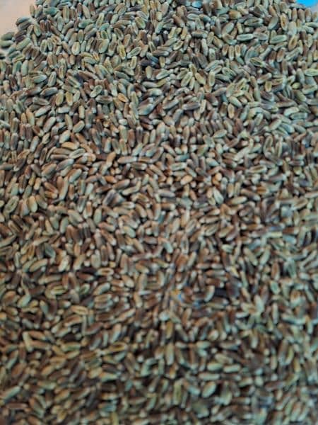 I have black wheat seed for sell 0