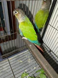 yellow sided conure for sale