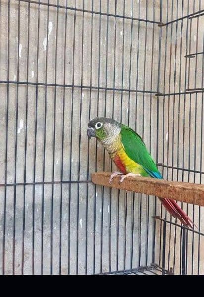 yellow sided conure for sale 1
