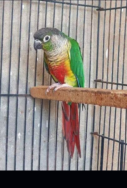 yellow sided conure for sale 2