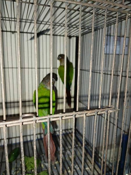 yellow sided conure for sale 3