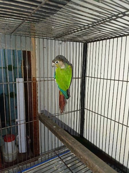 yellow sided conure for sale 4