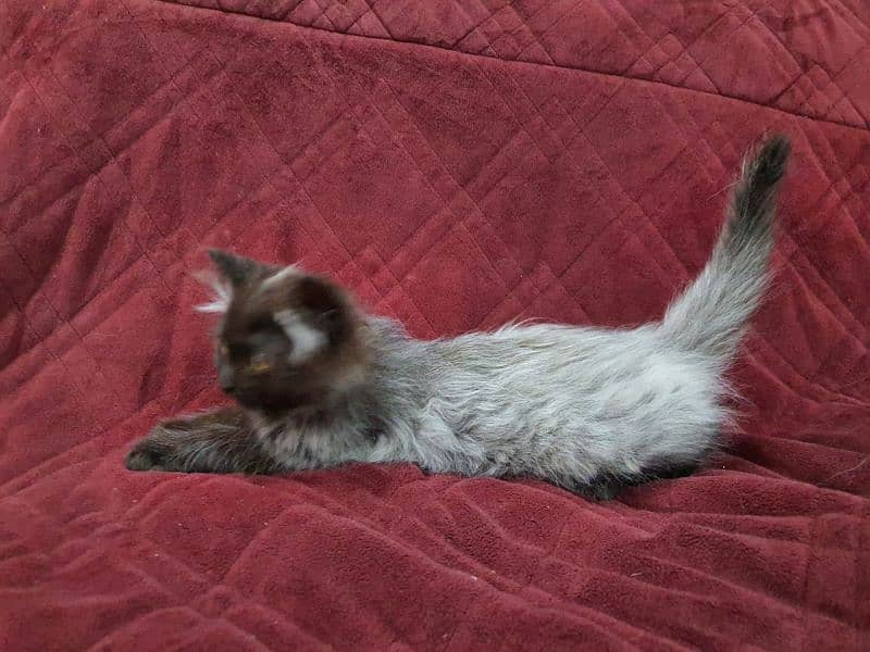 Pershion cat (multiples) 3