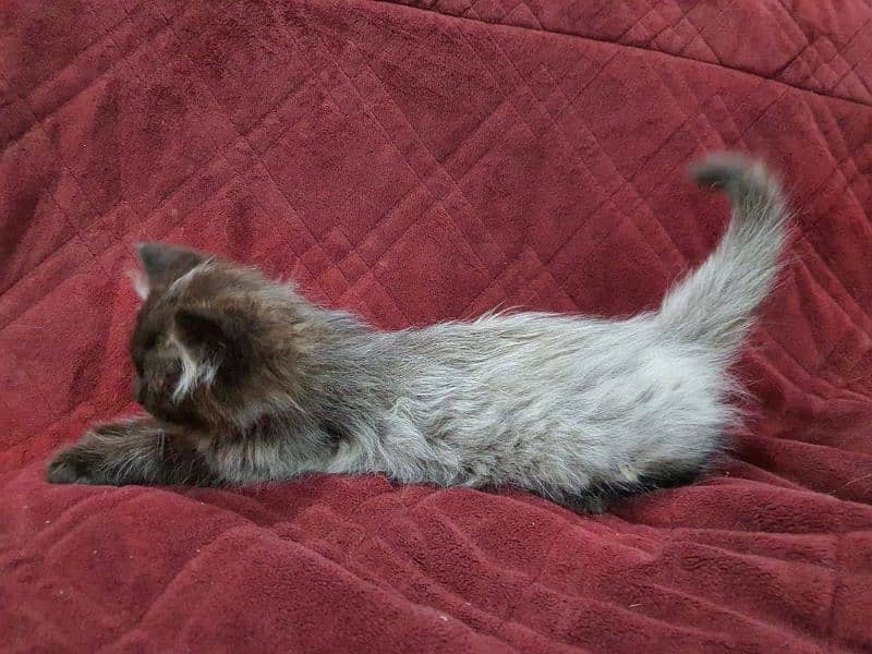 Pershion cat (multiples) 4