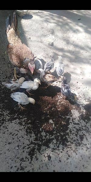 2x hen aseel original with 22 chicks pure aseel 1