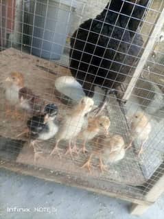Mianwali Aseel Hen with 11 active chicks for sale g. t road kharian