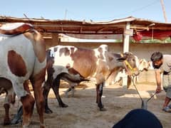 Bachra | cow | bull for sale fresh 2 dant 0