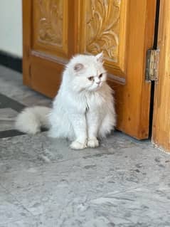 persian cat triple coat