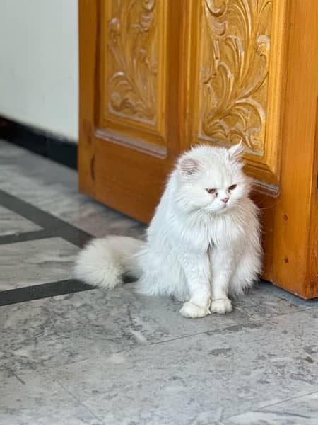 persian cat triple coat 1