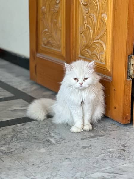 persian cat triple coat 2