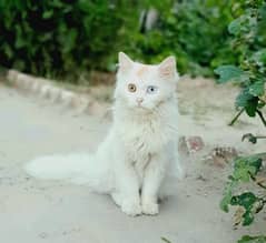 Persian Odd Eyes Female Cat