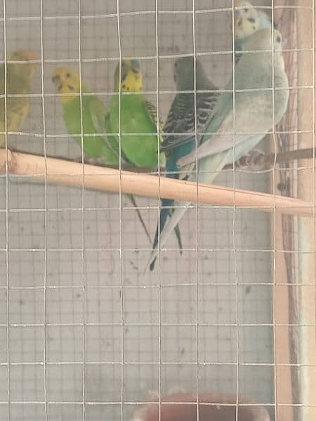 parrot for sale 3