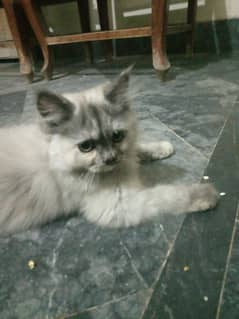 Persian Kittens Kitten /mother White/ Gray /black mother triple coated