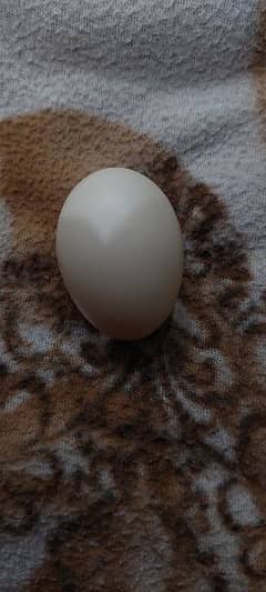 Silkie And Cochin Hen eggs Best Quality