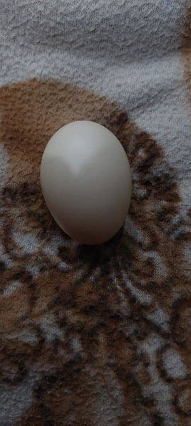 Silkie And Cochin Cross Fertile eggs in Best Quality available 0