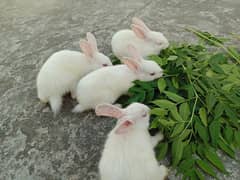 white Red eyes bunnies