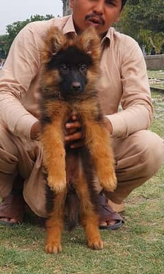 German shepherd female for sale age 3 months