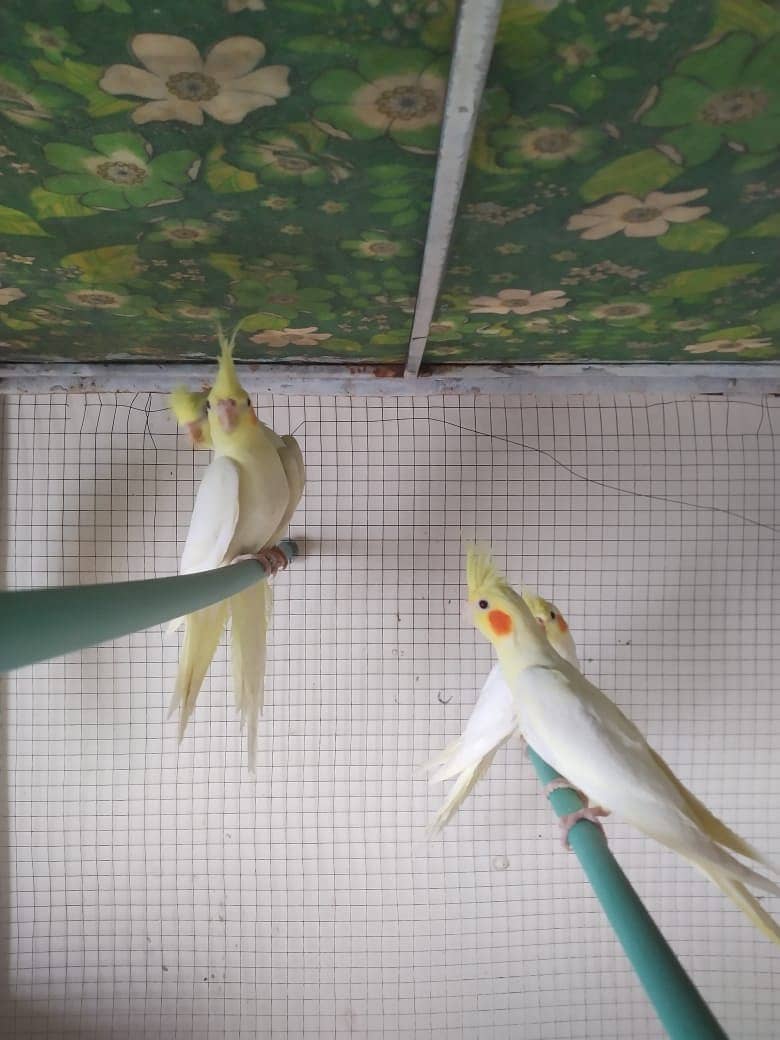 Cocktail common white red eyes) breeder pairs 1